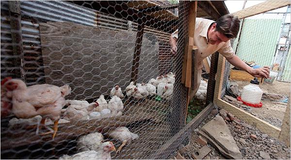 집에서 육계 닭을 사육하는 방법은?