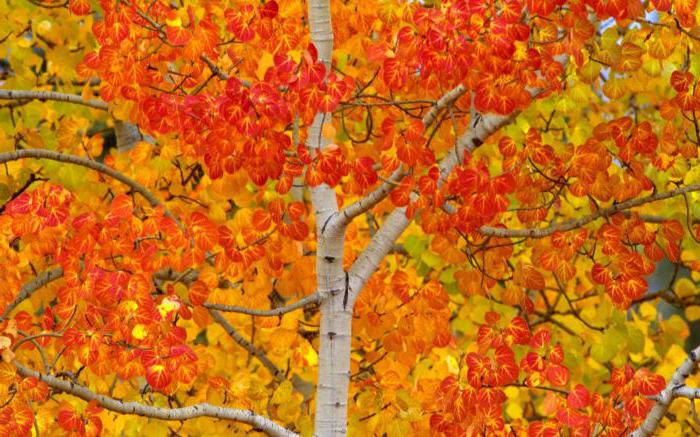 가을에 아스펜 나무