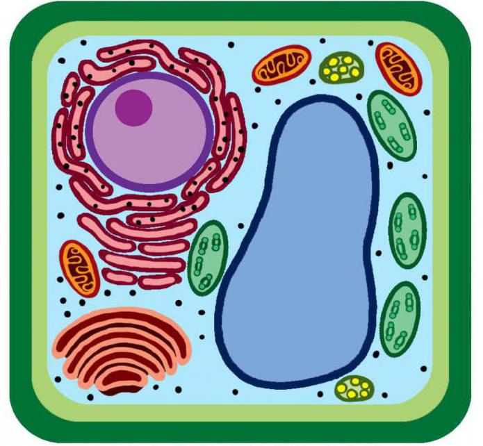 박테리아 세포가 식물과 다르다.