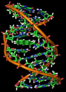 DNA의 기능과 구조